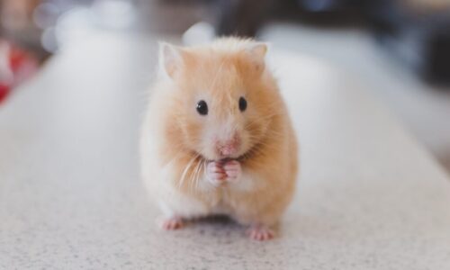 hamster front