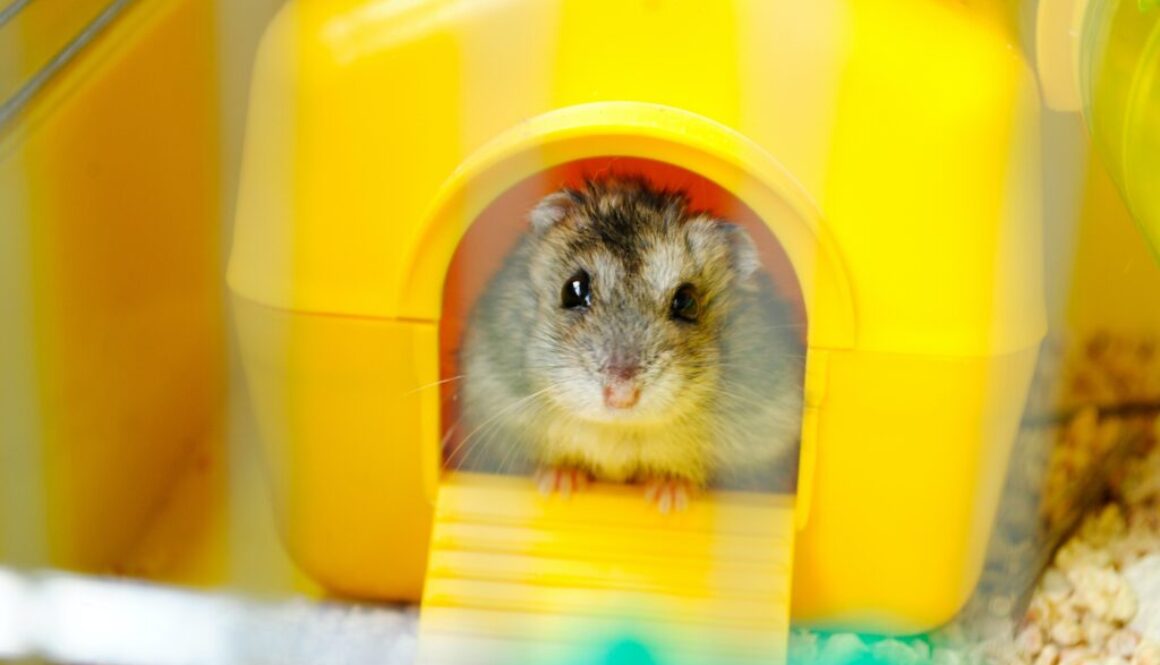 hamster haus